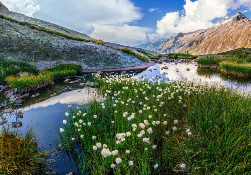 Ein kleiner Fluss mit Blümchen fließt durch die Berge