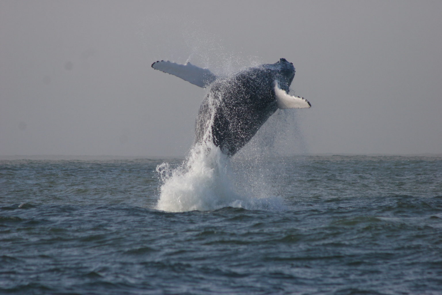 Ein Buckelwal wirft sich aus dem Wasser