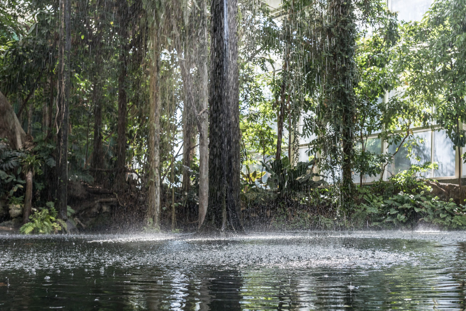 Viele hohe Bäume stehen im Regen, der Boden ist unter Wasser