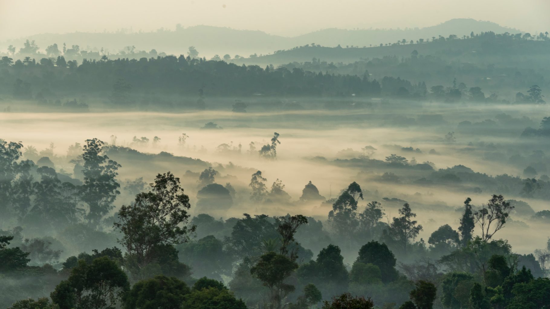 Eine Waldlandschaft ist von Nebel verhangen