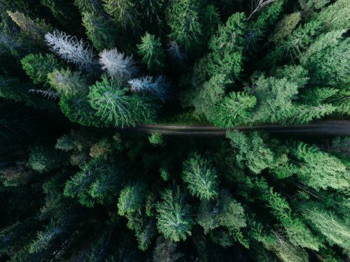 Nadelwald von oben. Ein Waldweg führt hindurch. Foto: Unsplash/Geran de Klerk.