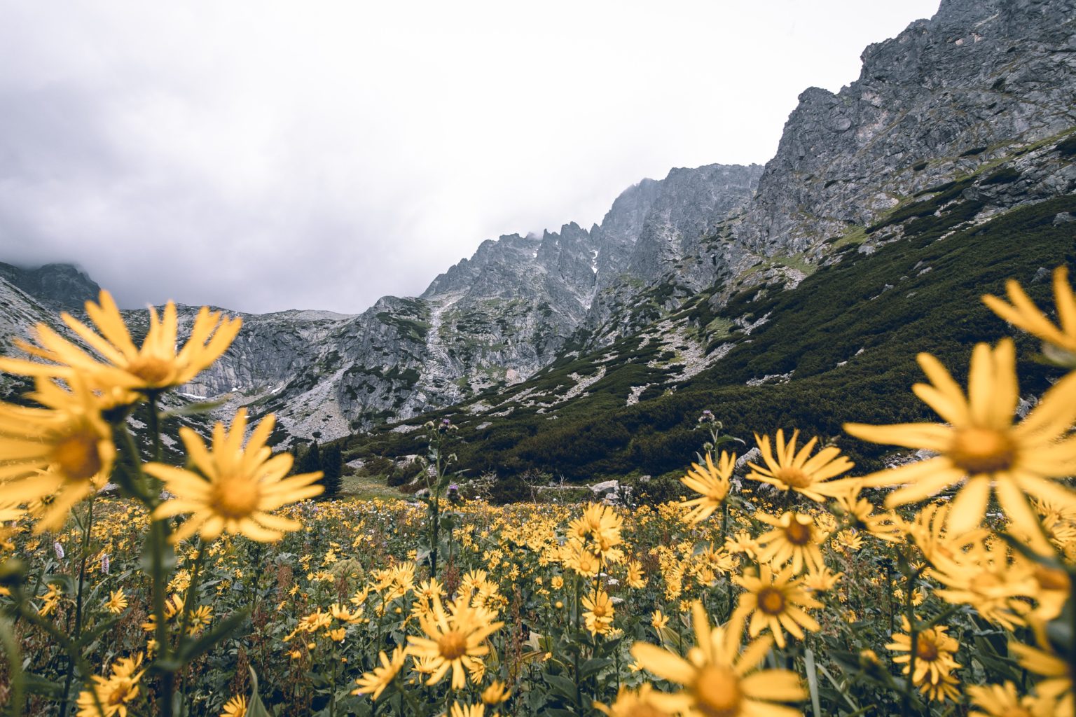 Gelbe Blumen blühen auf einer Bergwiese in der slowakischen Hohen Tatra. Foto: Unsplash/Tomas Malik.