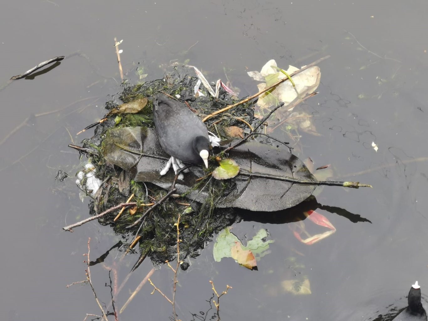 Ein Blässhuhn steht auf einem Nest, das auf dem Wasser schwimmt. Im Nest steckt ein Blatt einer Kunstpflanze.