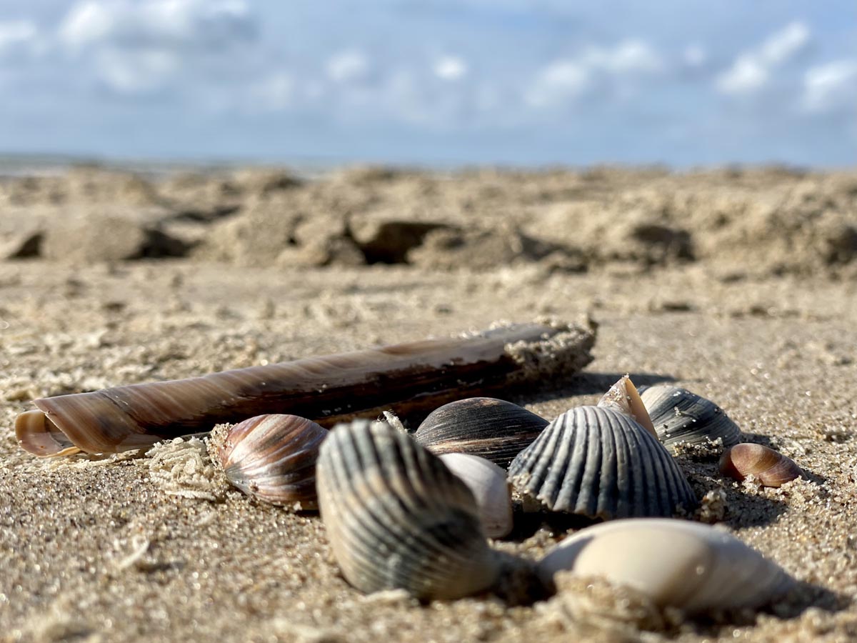 Am Strand liegen verschiedene Muscheln